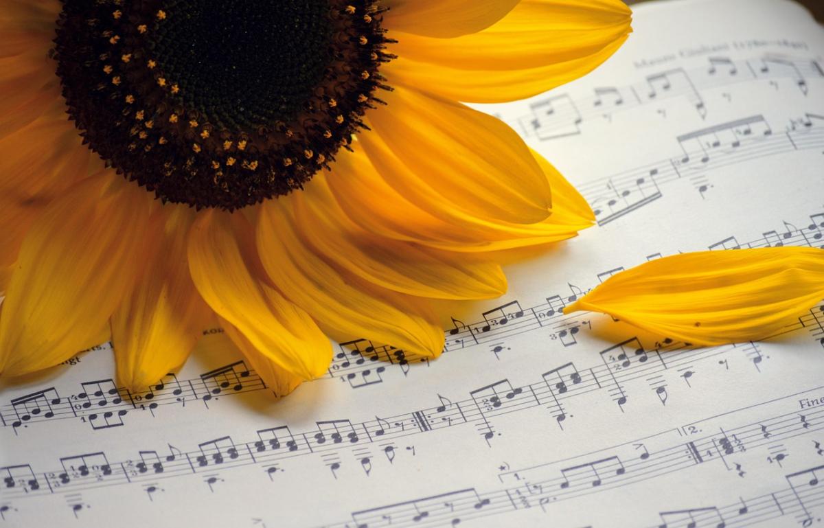 sunflower-7493240 1280 sunflower-7493240 1280