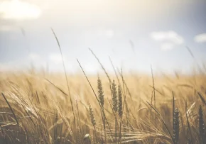 wheat-g5cac560c5 640 | Foto: pexels / pixabay