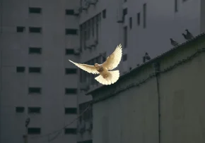 in flight dove | Foto: Foto von Sunguk Kim via Unsplash