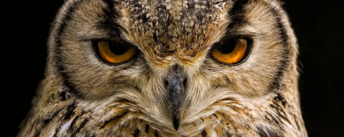 owl-8285565 1280